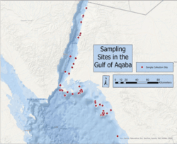 Barkyoumb_Aqaba_1_