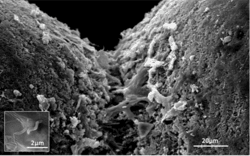 Beleznay_Cementation_1_